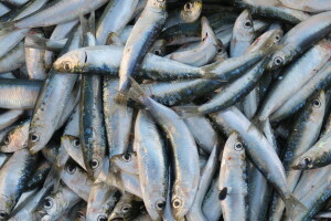 Zbog zagrijavanja Jadrana naša je srdela puno manja, kaže dr.sc. Neven Iveša