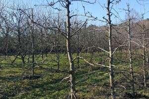 Zimska rezidba stabala krušaka