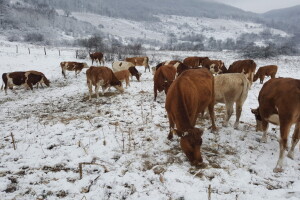 Stado Dragoslava Zivkovica iz Zelenaca na Manjaci