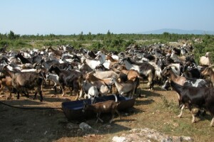 Kozarstvo u dalmatinskom zaobalju