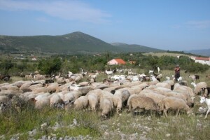 OPG Kaloper - proizvodnja kozjeg i ovčjeg mlijeka te jarića i kozlića