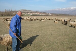 Ovčarstvo u Cetinskom kraju