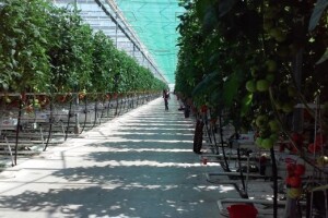 Počela berba rajčica u stakleniku Mitrovac na Belju