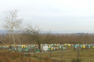 OPG Stanić - zaljubljenici u pčelarstvo!