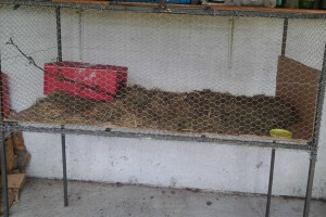 Već osam godina uzgaja divlje zečeve