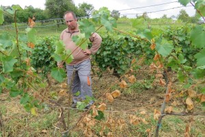 Štete od divljači u vinogradima Cernika