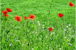 Štetne biljke na ispaši