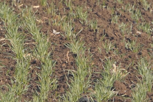 Ozime strne kulture dobro podnose zimu