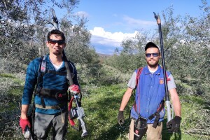 Rezidba maslina na polikoničnu vazu