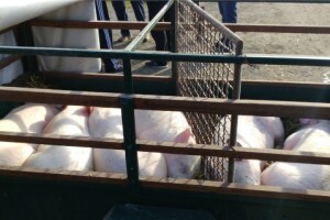 Novogradiški Stočni sajam - sada i nekad!