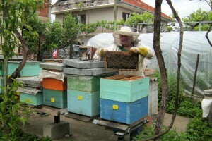 Stojan Veljković ima 61 godinu staža u pčelarstvu
