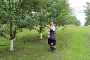 Sjeme divljih trešanja