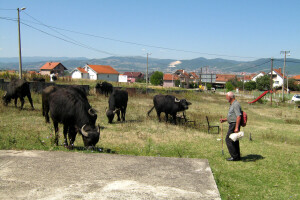 Sulejman Ibraimi jedini u selu čuva bivolice