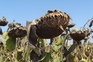Dan polja suncokreta IPK Tvornice ulja Čepin