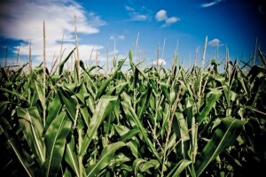 Kraj srpnja u srcu Slavonije