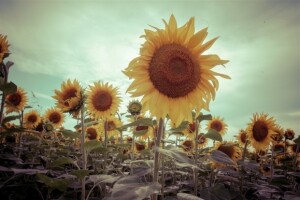 Suncokreti u punoj snazi