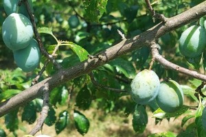 Šupljikavost koštičavih voćaka