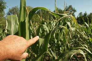 Suša i mraz desetkovali