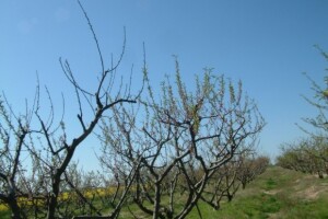 Sušenje rascvjetalih stabala