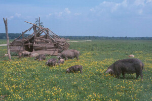 Lovci – prva linija obrane od afričke svinjske kuge