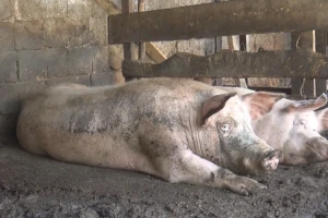 Afrička kuga svinja u Kolubarskom okrugu