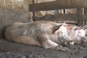 Afrička kuga svinja u Kolubarskom okrugu