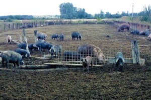 OPG Antun Golubović