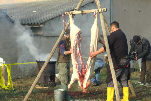 Sremski svinjokolj u Vognju