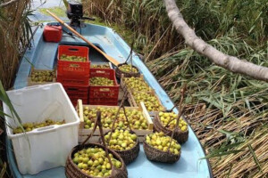 Kvalitetne smokve u Peračkom Blatu na Baćinskim jezerima