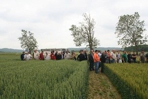 Syngenta - Centralni dan polja 2013.