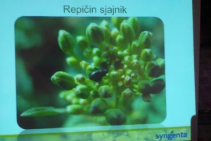 Syngenta Dan polja uljane repice i šećerne repe