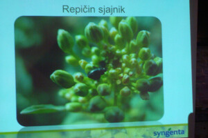 Syngenta Dan polja uljane repice i šećerne repe