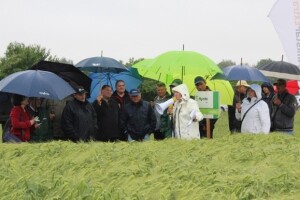 Syngenta HyVido zaradionica!