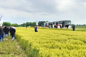 Centralni dan polja tvrtke Syngenta