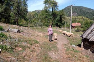 Medvedi u Zlatiborskom okrugu