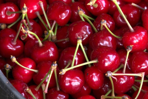 Trešnje na imanju Sakiba Sarvana u Tarevcima kod Modriče