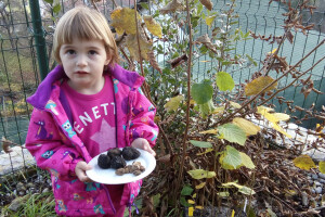 Plantažna proizvodnja tartufa