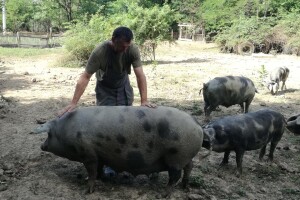Banijska šara na OPG Čepelak