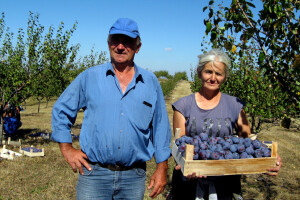Tomislav Marković iz sela Gornja Trešnjevica kod Aranđelovca ima 18 hektara pod šljivom