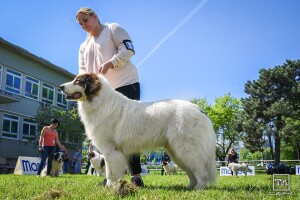 15. Specijalna izložba Tornjaka i Hrvatskih ovčara