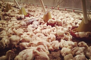 Uzgoj tovnih pilića