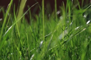 Zeleni travnjak iz neposredne blizine