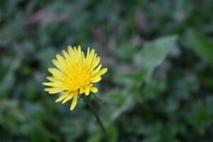 Vrt u rujnu (makro fotografije)
