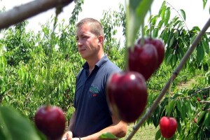 Rod trešanja podbacio - visoke temperature omele oprašivanje