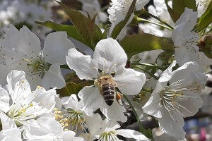 Cvetanje voća u valjevskom kraju