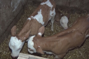 Retkost da krava oteli tri teleta