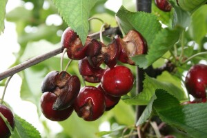 Popucale trešnje braća Mijac beru i pretvaraju u rakiju