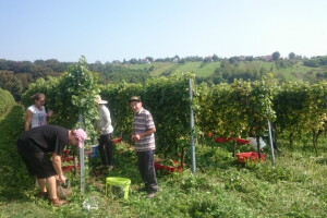 Berba ranih sorti u vinogradima obitelji Turk