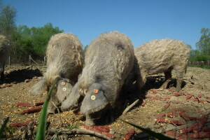 Europski agronomi oduševljeni hrvatskim projektom očuvanja turopoljske svinje
