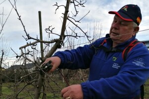 Rezidba voćaka na OPG-u Dobranić